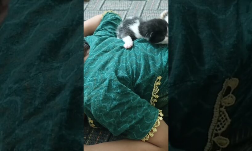 #animal rescue #cute #rescued #kitten #love #baby #girl #new bornkittens playing with baby girl #wow