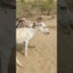 #animals #donkey #youtubeshorts #shortsfeed #jungle #pets