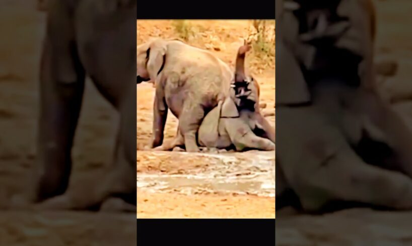 baby elephant playing #animals #elephant