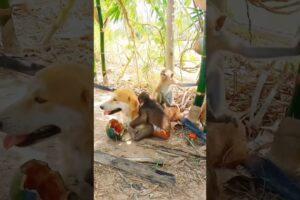 baby monkey playing with dog #shorts  #monkey #monkeydluffy