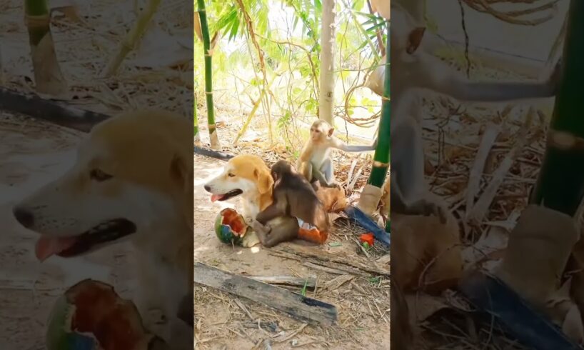 baby monkey playing with dog #shorts  #monkey #monkeydluffy