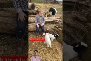 baby with goats baby playing #viral #cow #goatfarming #trending #goatgoat #goathusbandry #animals