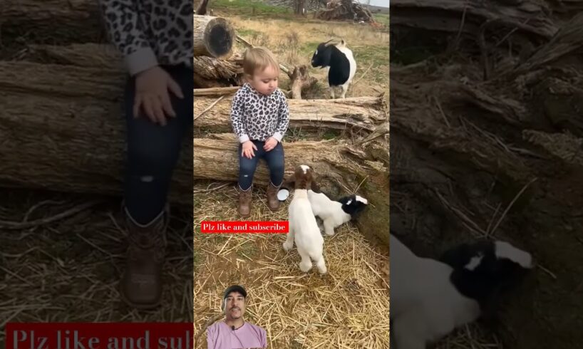 baby with goats baby playing #viral #cow #goatfarming #trending #goatgoat #goathusbandry #animals