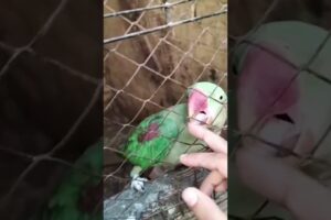 beautiful parrot playing #parrot #funny #parrottalking #cute #parrotshorts # viral# trending