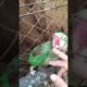 beautiful parrot playing #parrot #funny #parrottalking #cute #parrotshorts # viral# trending