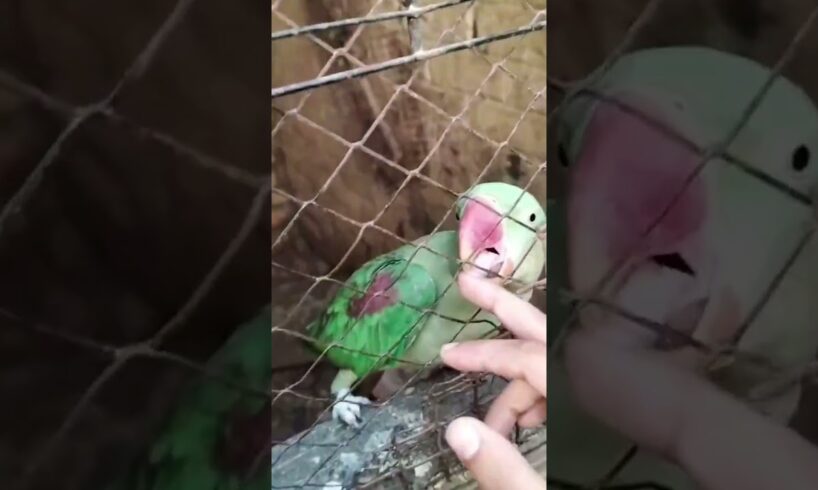 beautiful parrot playing #parrot #funny #parrottalking #cute #parrotshorts # viral# trending