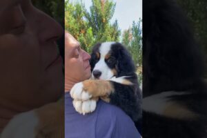 #bernesedog #bernesemountaindog #bmd #puppy #cute #puppies #bernersennenhund #pets #puppydog