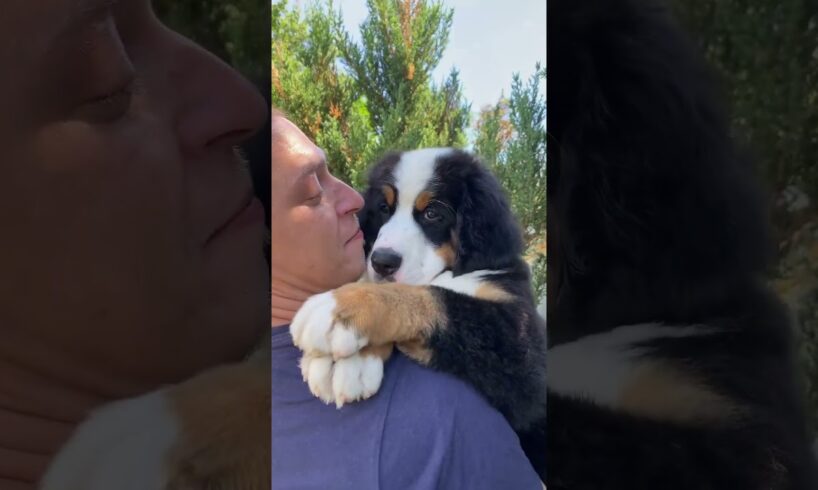 #bernesedog #bernesemountaindog #bmd #puppy #cute #puppies #bernersennenhund #pets #puppydog