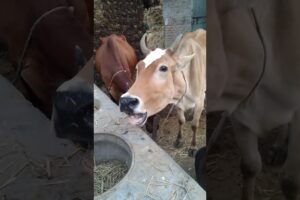 creazy sound of cow #short #shortvideo #village #animals #shortsvideo #cow #sound