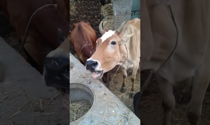 creazy sound of cow #short #shortvideo #village #animals #shortsvideo #cow #sound