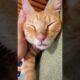 cute!!! #cat #cute #kitten #cutecate #viral #viralvideo #viralshorts