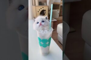 cute kitten😻💖 #14 #kitten #pet #Cat short video #cute kitten #meme video