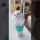 cute kitten😻💖 #14 #kitten #pet #Cat short video #cute kitten #meme video