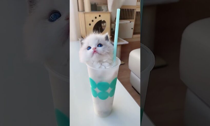 cute kitten😻💖 #14 #kitten #pet #Cat short video #cute kitten #meme video