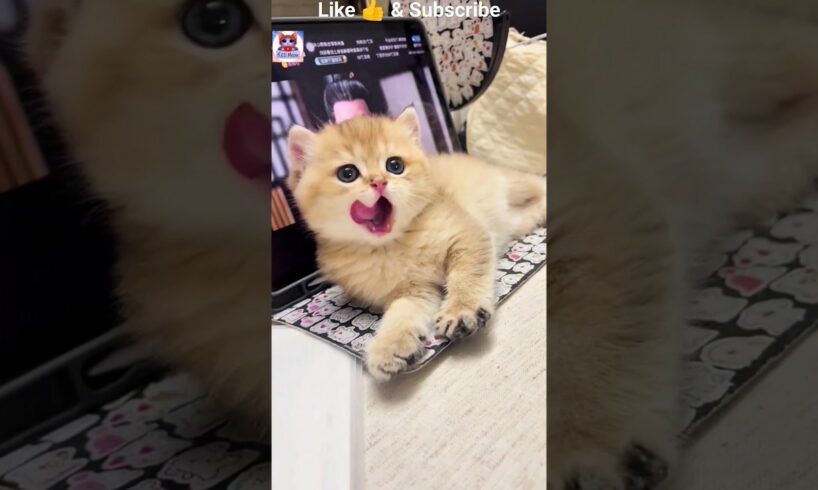 cute kitten😻💖 #part-4 #kitten #pet #Cat short video #cute kitten