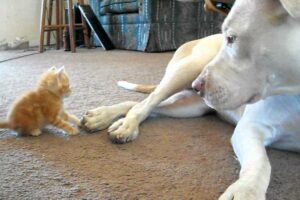 cute kitten with pitbull