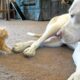 cute kitten with pitbull