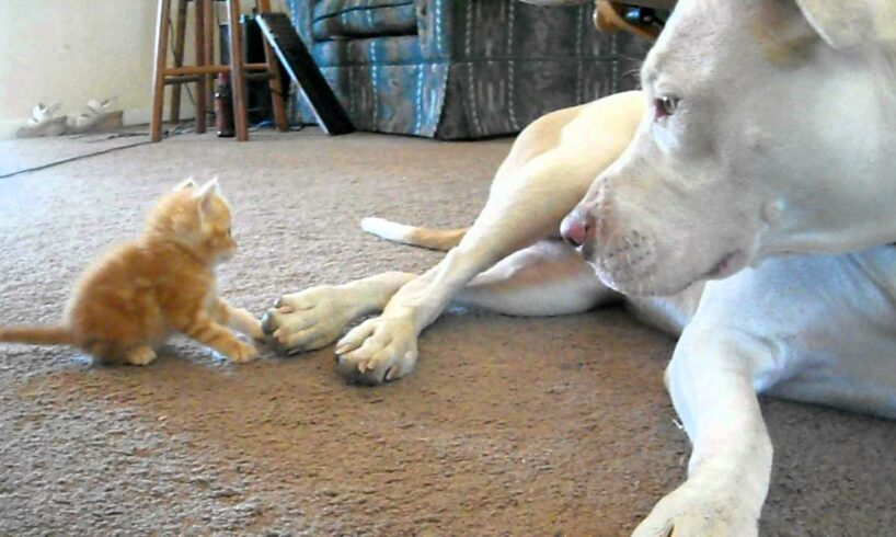 cute kitten with pitbull