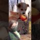 cute pets ! cutest puppy  # petlovers #puppies #shorts #youtubeshorts