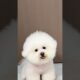 cute puppies funny moment cute overload #hellomochi #shorts #dog #funnydogs #funnyanimals #bichon