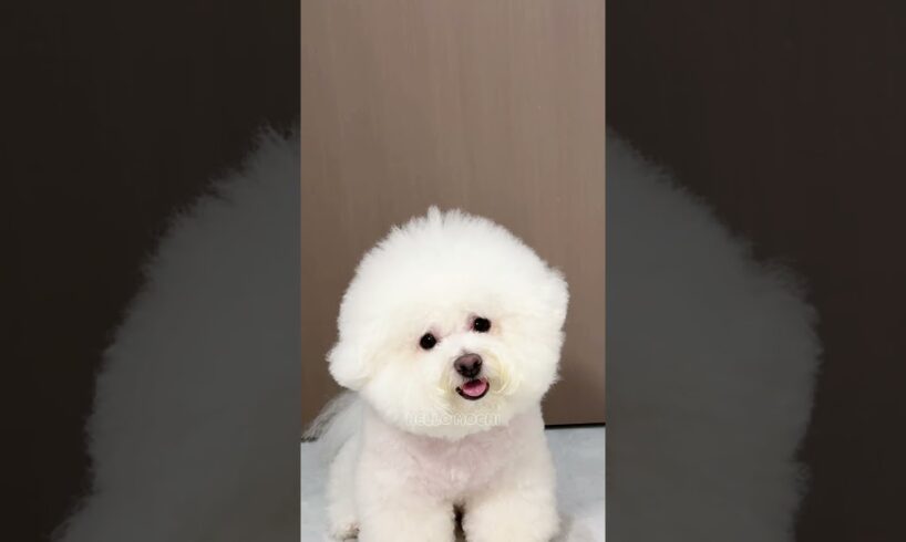 cute puppies funny moment cute overload #hellomochi #shorts #dog #funnydogs #funnyanimals #bichon