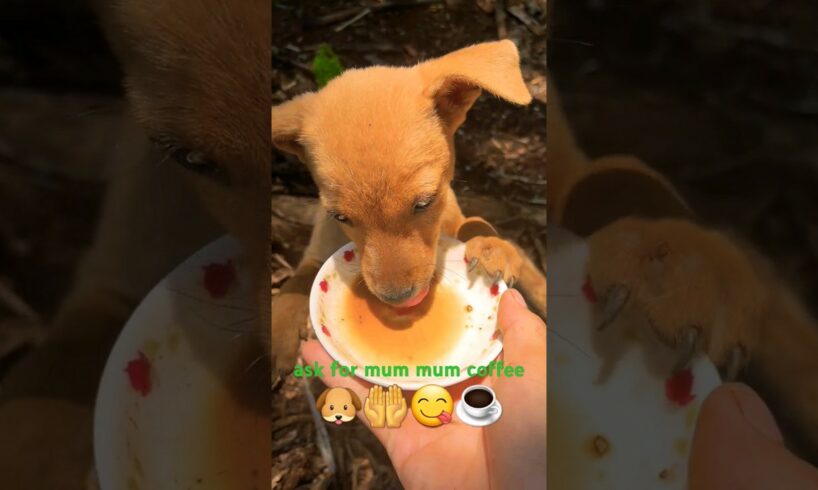 cute puppies love to drink coffee☕️!golden sun original#dog #animals #funny #viral #puppy #eating