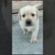 cute puppies of Labrador #shorts