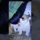 cute puppies #viralvedio#shortvideo