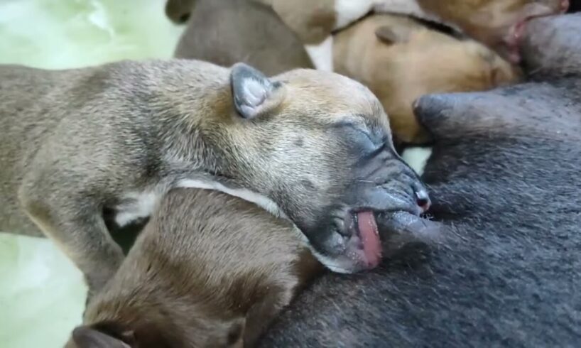 #cute puppies🐕🐕21-days-old has wonderful sucking❤️❤️#puppy #dogs #dog #doglover