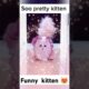 cutest kitten shorts2024viral shorts cat