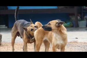 dog meeting,funny animals#viral video#animal life