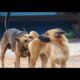 dog meeting,funny animals#viral video#animal life