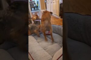dogs playing shorts #shorts #puppy #dogs #best #animals #love must see #pets #