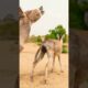 donkey back sade |#animals #donkey #youtubeshorts #pets #shortsviral