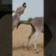 donkeys #funnyanimal #donkey #animals