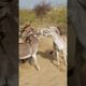 donkeys kisig | #animals #donkey #youtubeshorts #pets #shorts