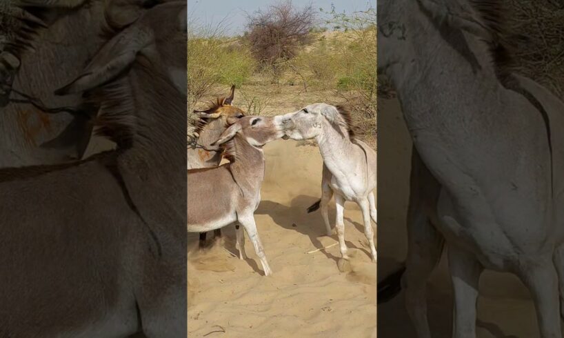 donkeys kisig | #animals #donkey #youtubeshorts #pets #shorts