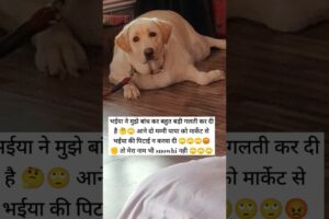 #funny #comedy #labradorr #viralvideo #streetpuppy #shortvideo #viral #funnyanimal #puppies #cute