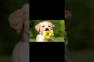 golden  retriever edit cute puppies