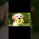 golden  retriever edit cute puppies