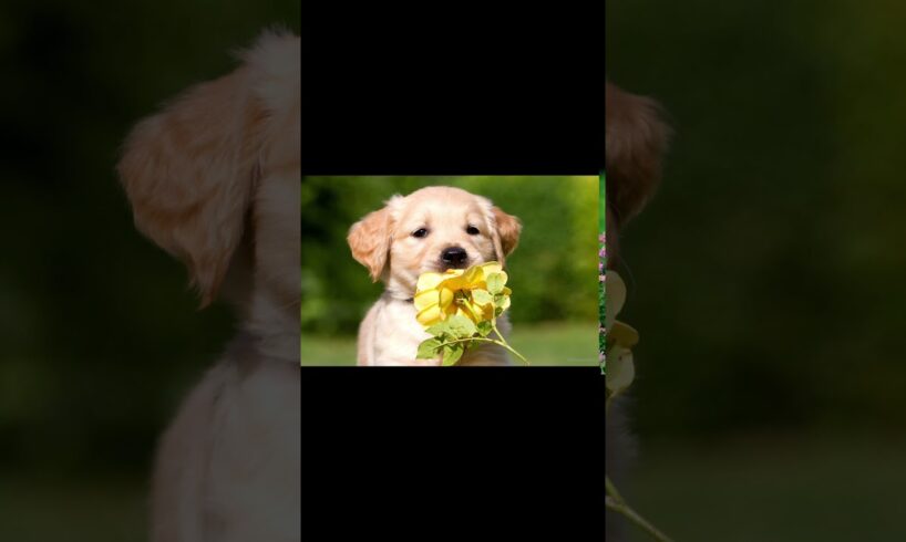 golden  retriever edit cute puppies