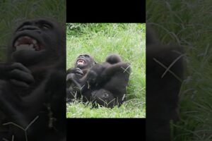 gorilla brothers playing 🤣 #gorillatag #金剛猩猩 #台北市立動物園 #shorts