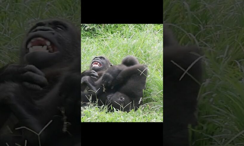 gorilla brothers playing 🤣 #gorillatag #金剛猩猩 #台北市立動物園 #shorts