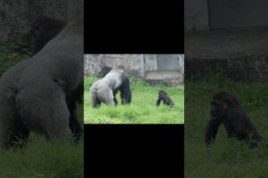 gorilla loves to play with Daddy 🤣 #金剛猩猩 #台北市立動物園 #shorts