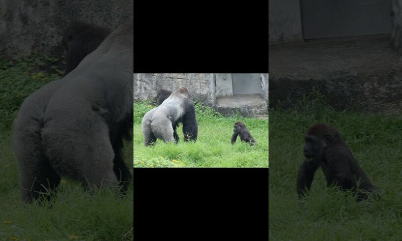 gorilla loves to play with Daddy 🤣 #金剛猩猩 #台北市立動物園 #shorts