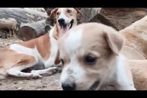 kallu dog | Cute puppies 😍 of bhoori 🥰 | @AmazingDogsOfficial