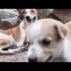 kallu dog | Cute puppies 😍 of bhoori 🥰 | @AmazingDogsOfficial