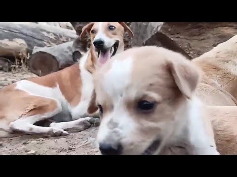 kallu dog | Cute puppies 😍 of bhoori 🥰 | @AmazingDogsOfficial