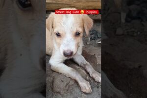 kallu dog | cute puppies of street dog🥰 | H_0JxJZAPfY #shorts #cutepuppy #kalludog #cutelife