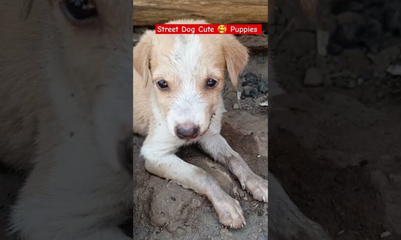 kallu dog | cute puppies of street dog🥰 | H_0JxJZAPfY #shorts #cutepuppy #kalludog #cutelife